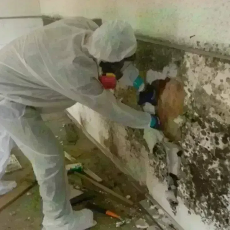 Mold Remediation and Removal in Clay County, SD